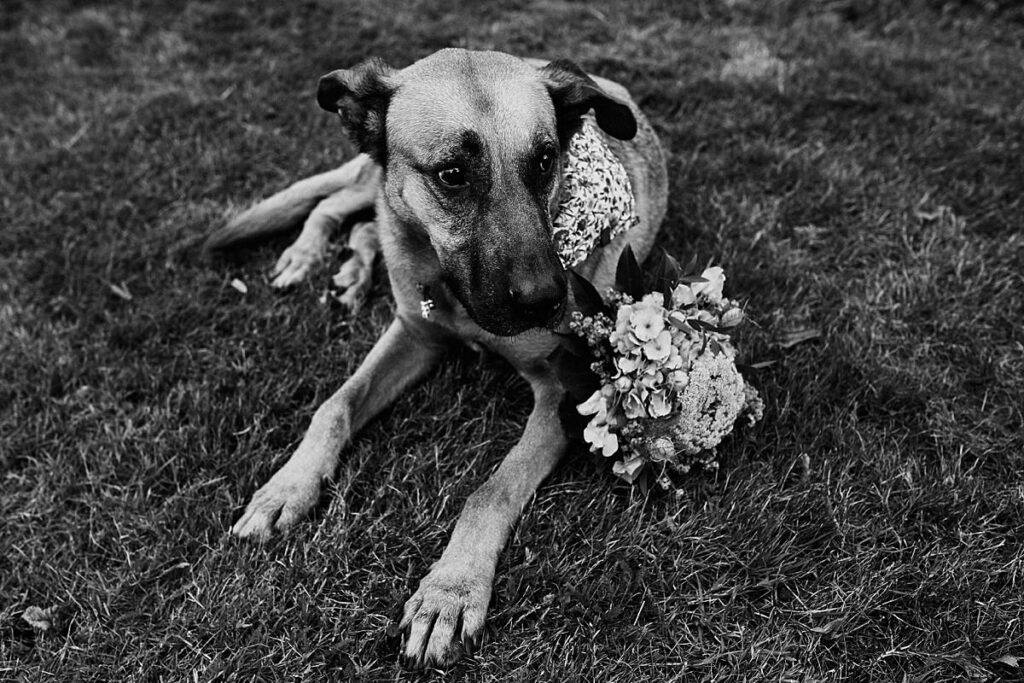 Vegetarische Hochzeit mit Hunden im Sommer Scheunenhochzeit Herford Bielefeld von Laer