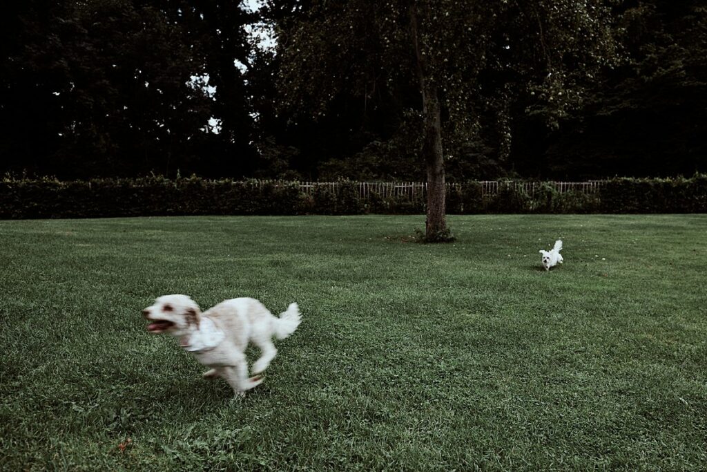 Vegetarische Hochzeit mit Hunden im Sommer Scheunenhochzeit Herford Bielefeld von Laer